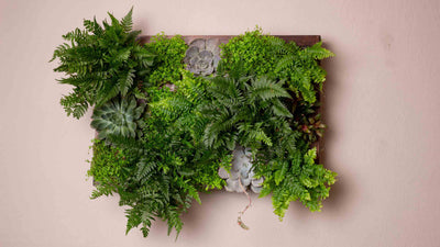 Grüne Pflanzen, die in einem Kasten an einer grauen Wand hängen